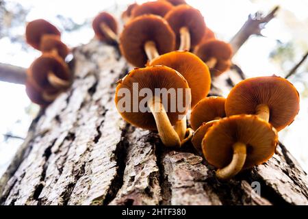 Pilze wachsen auf Baumstamm im kalifornischen Wald Stockfoto