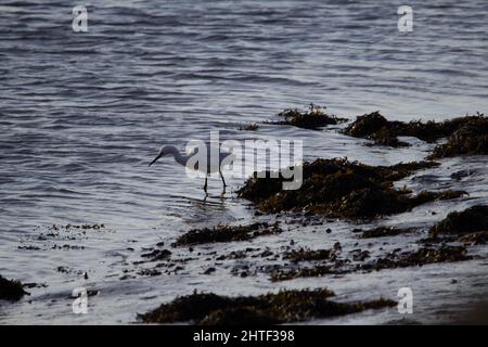 Ein kleiner Reiher (Egretta garzetta), der am Ufer des Wassers mit Seegras und kleinen Wellen nach Nahrung sucht Stockfoto