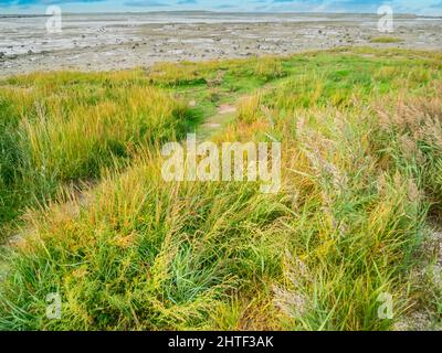 Landschaftsansicht mit Blick über die Salzwiesen am Norddeutschen Wattenmeer bei Ebbe unter bewölktem Himmel. Stockfoto