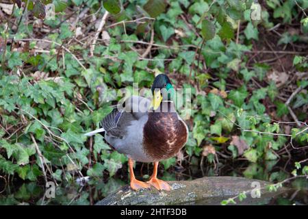 Eine einzelne männliche Mallard-Ente (Anas platyrhynchos), die auf einem toten Ast im Fluss stand, spiegelte sich im Wasser wider Stockfoto