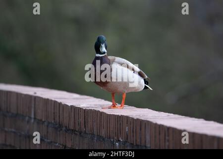 Eine einzelne männliche Mallard-Ente (Anas platyrhynchos), die auf einer Backsteinmauer mit grünem Hintergrund steht Stockfoto