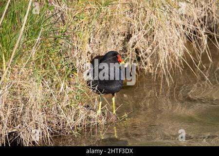 Ein einziges Moorhen (Gallinula chloropus) auf der Suche nach Nahrung am Rande eines Sees Stockfoto