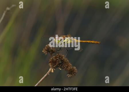 Nahaufnahme eines weiblichen Wanderliebling, Sympetrum vulgatum, sitzend Stockfoto