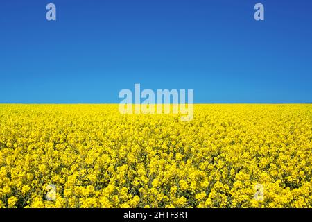 Feld von Raps gelben Blumen und blauen Himmel, ukrainische Flaggen Farben, Ukraine Landwirtschaft Illustration Stockfoto