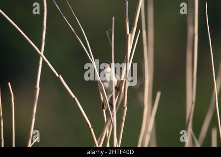 Ein einziger Reed Bunting (Emberiza schoeniclus), der auf einem Schilf mit einem natürlichen grünen Hintergrund singt Stockfoto