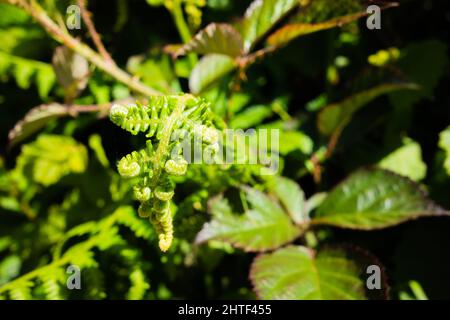 Und ein neues, sich ausrollende Farnblatt mit einem natürlichen Wildblumenhintergrund Stockfoto