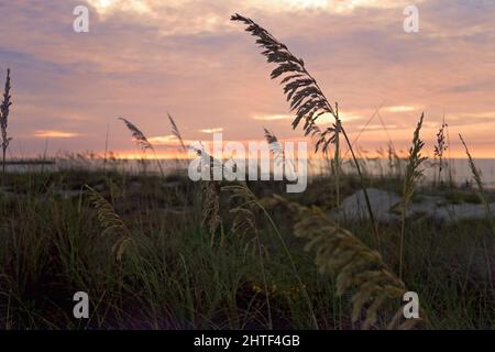 Strandgras vor einem farbenfrohen Sonnenaufgang Stockfoto