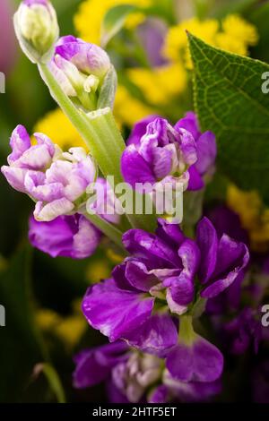 Floraler Hintergrund mit Nahaufnahme der schönen lila Freesia Blume. Stockfoto