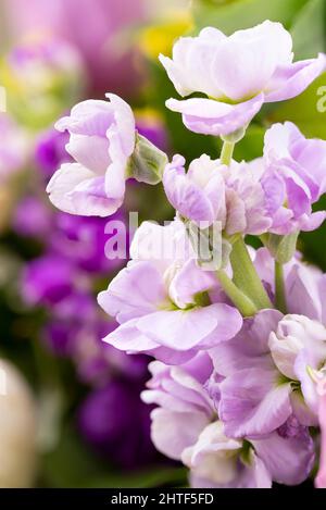 Floraler Hintergrund mit Nahaufnahme der schönen lila Freesia Blume. Stockfoto