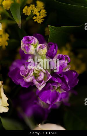 Floraler Hintergrund mit Nahaufnahme der schönen lila Freesia Blume. Stockfoto