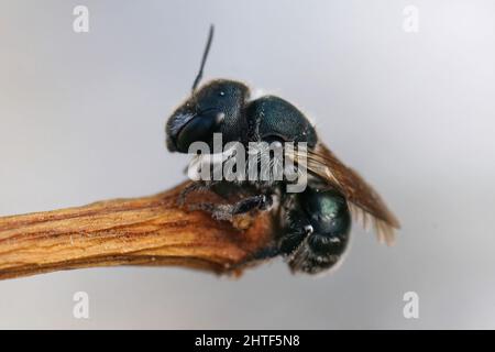 Nahaufnahme einer weiblichen blauen Maurerbiene, Osmia caerulescens Stockfoto