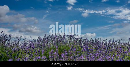 Lavendelblüten am blauen Himmel mit weißen Wolken, Banner mit selektivem Fokus, Textraum Stockfoto