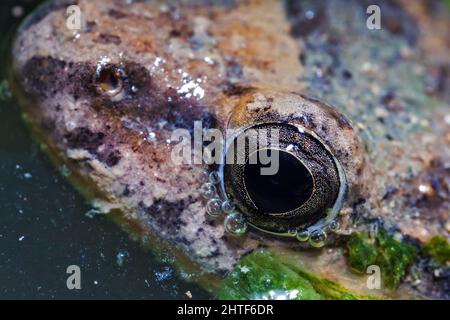 Porträt eines Wild Painted Frogs Stockfoto