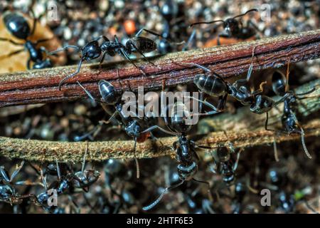 Lasius Niger oder Schwarze Gartenameise Stockfoto