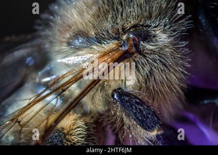 Maltese Honey Bee Wing Muskel Stockfoto