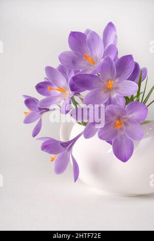 Lila Krokus blühen in der Vase. Stockfoto