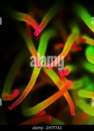 Snakelocks Sea Anemone Makro Detail Stockfoto