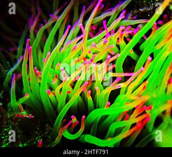 Snakelocks Sea Anemone Makro Detail Stockfoto