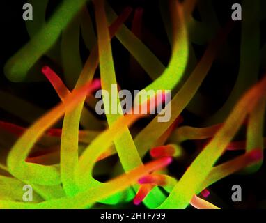 Snakelocks Sea Anemone Makro Detail Stockfoto