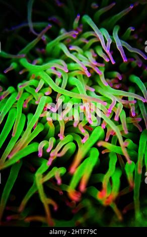 Snakelocks Sea Anemone Makro Detail Stockfoto