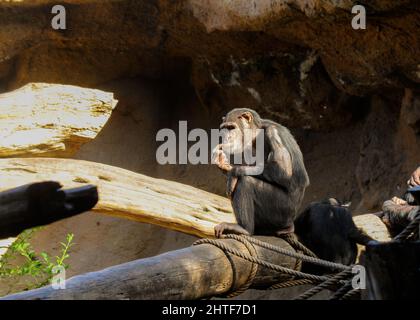 Schimpansen, die auf einem Baumstamm stehen, denken im Zoo von Teneriffa Stockfoto