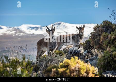 Die zweigleisige Boca de la Pesca bietet einen beeindruckenden Blick auf die Sierra Nevada. Stockfoto