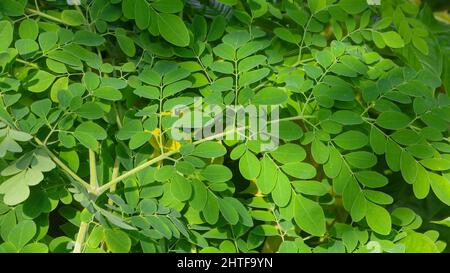 Drumstick Tree, Moringa Tree Image. Natürliche grüne Moringa-Blätter im Garten, grüner Hintergrund. Stockfoto