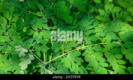 Frische grüne Moringa Blätter Heilpflanze (Moringa oleifera Lamk.) Natürliche Moringa Blätter Grüner Hintergrund. Stockfoto