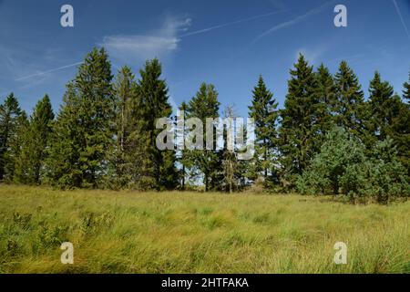 Hohes Venn in Belgien, Moor in Europa Stockfoto