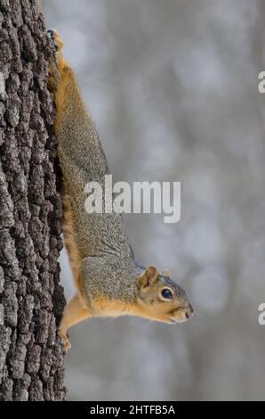 Östlichen Fuchs, Eichhörnchen, Sciurus niger Stockfoto