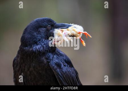 Der Rabe fliegt durch den Wald auf der Suche nach Nahrung. Stockfoto