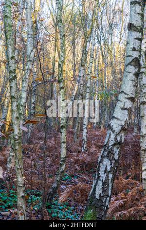 Blick auf Augenhöhe in einen Wald aus silbernen Birken an einem Herbstmorgen. Etwas gemahlenes Laub, aber meist gefallene braune Blätter und Farne. UK Woodland. Stockfoto