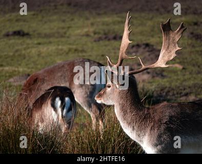 Eine Herde europäischer Damhirsche. Ein Dollar schaut über zwei Essens-does. Stockfoto