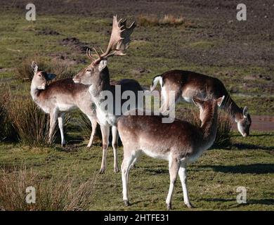 Eine kleine Herde europäischer Damhirsche. Ein Buck schaut über drei does. Stockfoto