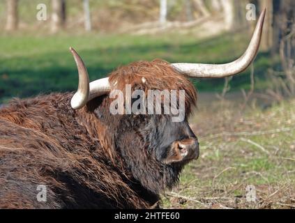 Porträt einer Highland Kuh oder eines Stiers. Dies ist eine schottische Rasse von rustikalen Rindern. Es hat lange Hörner und ein langes zotteliges Fell. Stockfoto