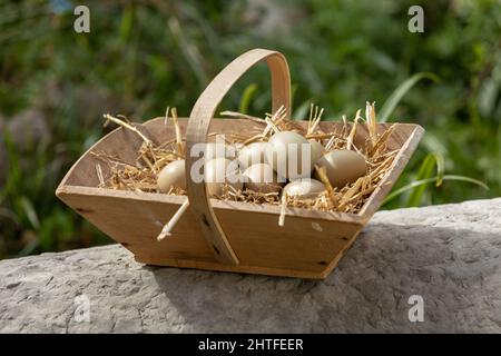 Hühner-Khaki-Eier in einem Korb draußen Stockfoto