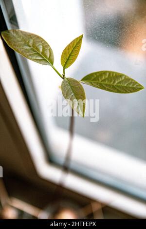 Vertikale Nahaufnahme eines grünen Keimlings Stockfoto