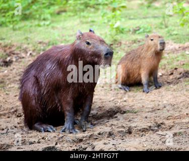 Nahaufnahme eines Porträts von zwei Capybara (Hydrochoerus hydrochaeris), die am Ufer der Pampas del Yacuma in Bolivien sitzen. Stockfoto