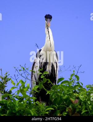 Nahaufnahme Porträt des Reihers von Cocoi (Ardea cocoi), der aufrecht auf der Holzjagd auf Pampas del Yacuma, Bolivien, steht. Stockfoto