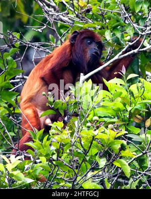 Nahaufnahme eines bolivianischen roten Brüllaffen (Alouatta sara), der in Baumkronen in der Pampas del Yacuma, Bolivien, auf Nahrungssuche ist. Stockfoto