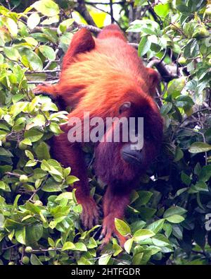 Nahaufnahme eines bolivianischen roten Brüllaffen (Alouatta sara), der kopfüber hängt und in Baumwipfeln in den Pampas del Yacuma, Bolivien, auf Nahrungssuche geht. Stockfoto