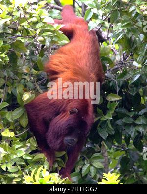 Nahaufnahme eines bolivianischen roten Brüllaffen (Alouatta sara), der kopfüber hängt und in Baumwipfeln in den Pampas del Yacuma, Bolivien, auf Nahrungssuche geht. Stockfoto