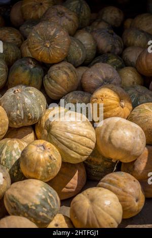 Viele frisch gepflückte Kürbisse auf einem Markt Stockfoto