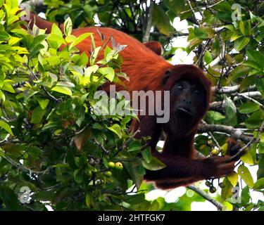 Nahaufnahme eines bolivianischen roten Brüllaffen (Alouatta sara), der kopfüber hängt und in Baumwipfeln in den Pampas del Yacuma, Bolivien, auf Nahrungssuche geht. Stockfoto