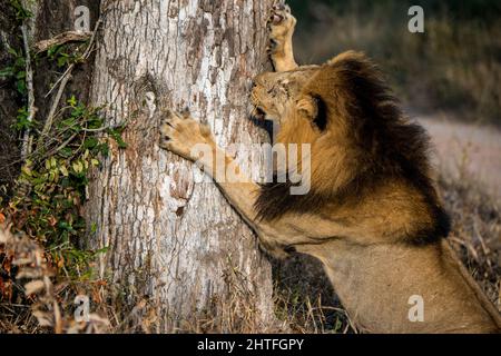 Afrikanischer Löwe klatschende Baum, um Krallen zu schärfen Stockfoto