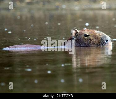 Nahaufnahme eines Capybara (Hydrochoerus hydrochaeris), der halb in Wasser im Fluss der Pampas del Yacuma, Bolivien, getaucht ist. Stockfoto
