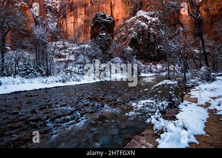 Neuschnee am Virgin River im Zions National Park. Massive rote Felswände im Hintergrund. Stockfoto