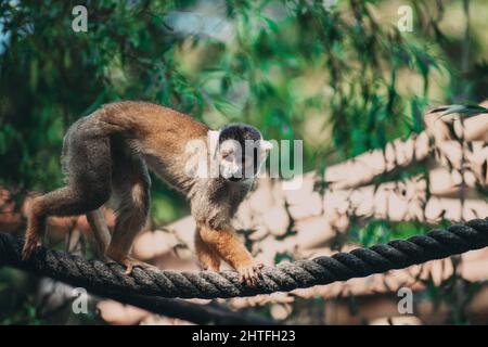 Schöne Aufnahme eines lustigen Eichhörnchen Affen, der im Zoo ein Seil klettert Stockfoto