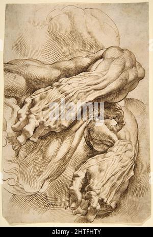 Peter Paul Rubens - Anatomical Studies ein linker Unterarm in zwei Positionen und ein rechter Unterarm Stockfoto