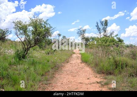 Blick auf einen von Bäumen und Sträuchern umgebenen Wanderweg in einer bergigen Gegend in Walter Sisulu National Botanical Gardens, Johannesburg, Südafrika Stockfoto